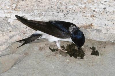 Bild vergr��ern: Mehlschwalbe (1)