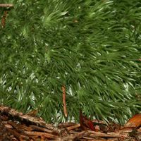 Bild vergr��ern: Wei�moos 2