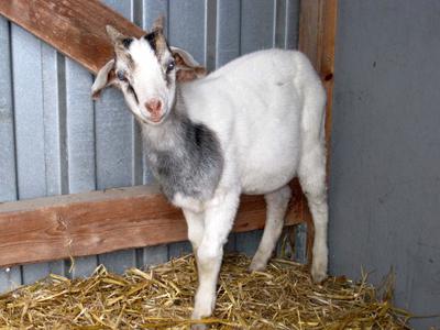 Herrenlose Ziege