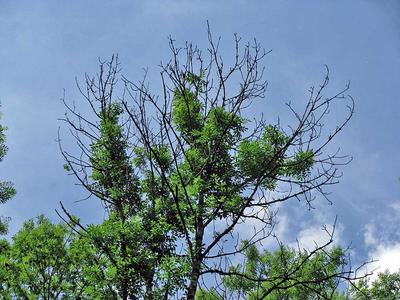 Eschentriebsterben weitet sich aus Baumf�llungen in der Gemeinde Finnentrop unvermeidbar