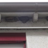 Bild vergr��ern: Schwalbenkolonie Grundschule Lenhausen