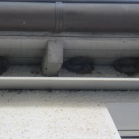 Bild vergr��ern: Schwalbenkolonie Grundschule Lenhausen